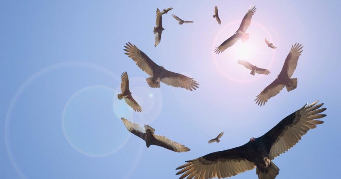 The Fear Of The Lord Is Di Mana Ada Bangkai Di Situ Burung