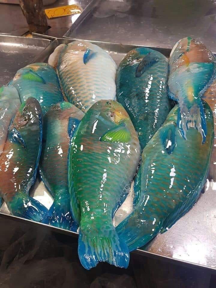 The Importance of Parrot Fish