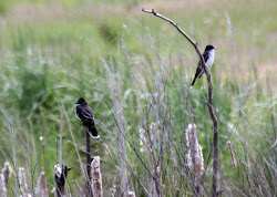 bird eastern month august kingbird steve kingbirds defending watching pair fly