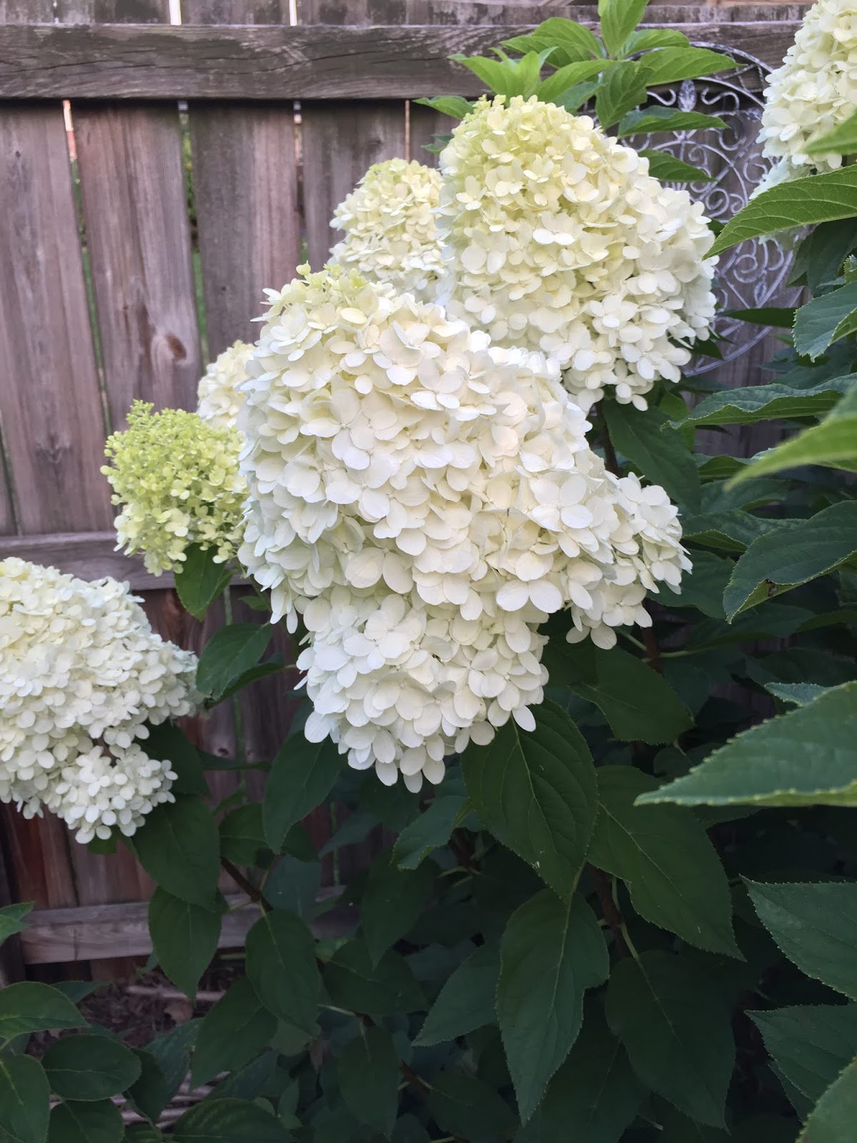 Limelight And Little Lime Hydrangea Great Shrubs For Any Garden