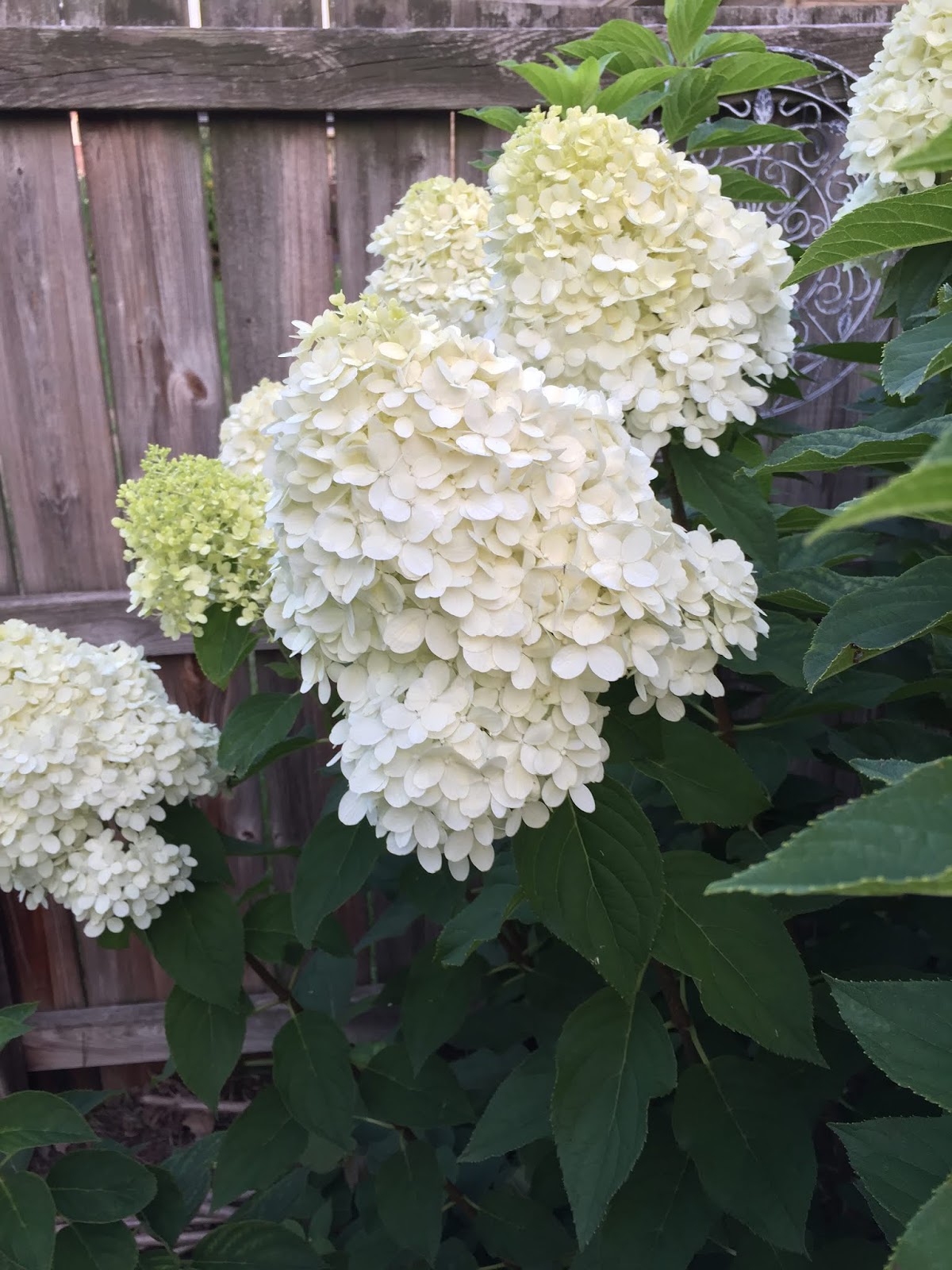 Limelight Hydrangeas In Bloom