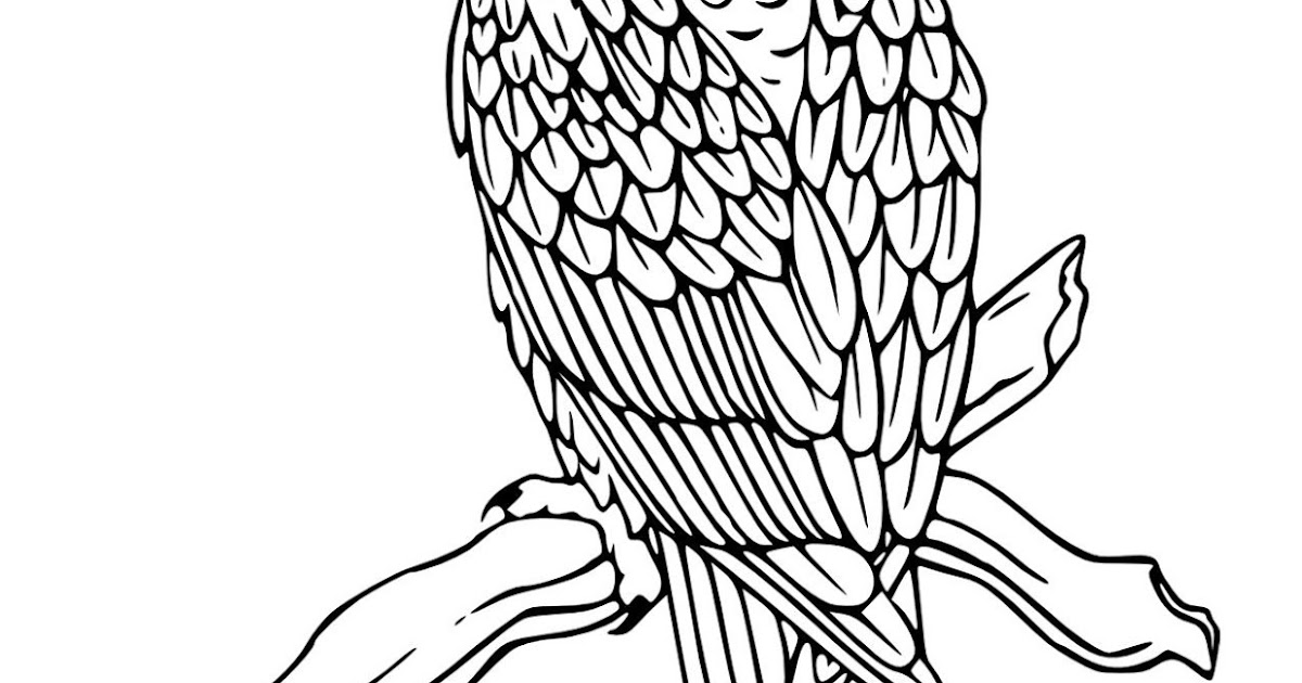 Bald Eagle Coloring Page ~ Coloring Pages