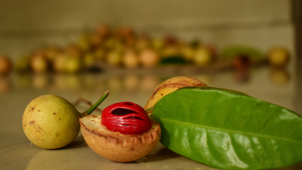 shiatoshi Nutmeg Growing ,Care Use and its Health Benefits