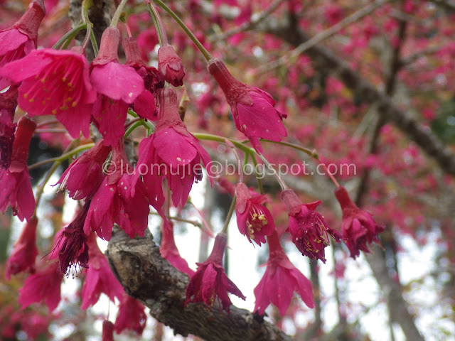Alishan cherry blossom