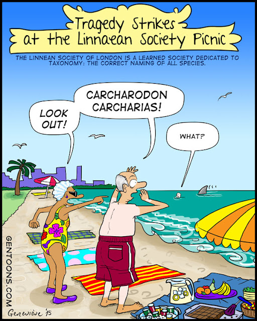 Members of the Linnaean Society - scientific naming of all species by taxonomy -  are picnicking at the beach. The members of the Linnaean society leap to their feet yelling at a swimmer, "Look out!  Carcharodon Carcharias!"  and the swimmer shouts back, "What?" as a shark sneaks up behind him.