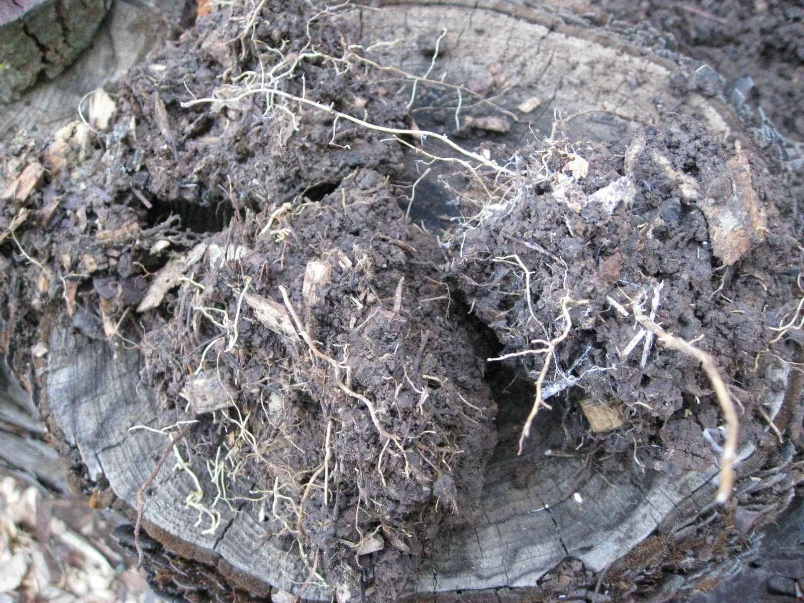 Low Cost Vegetable Garden Wood chip soil pictures