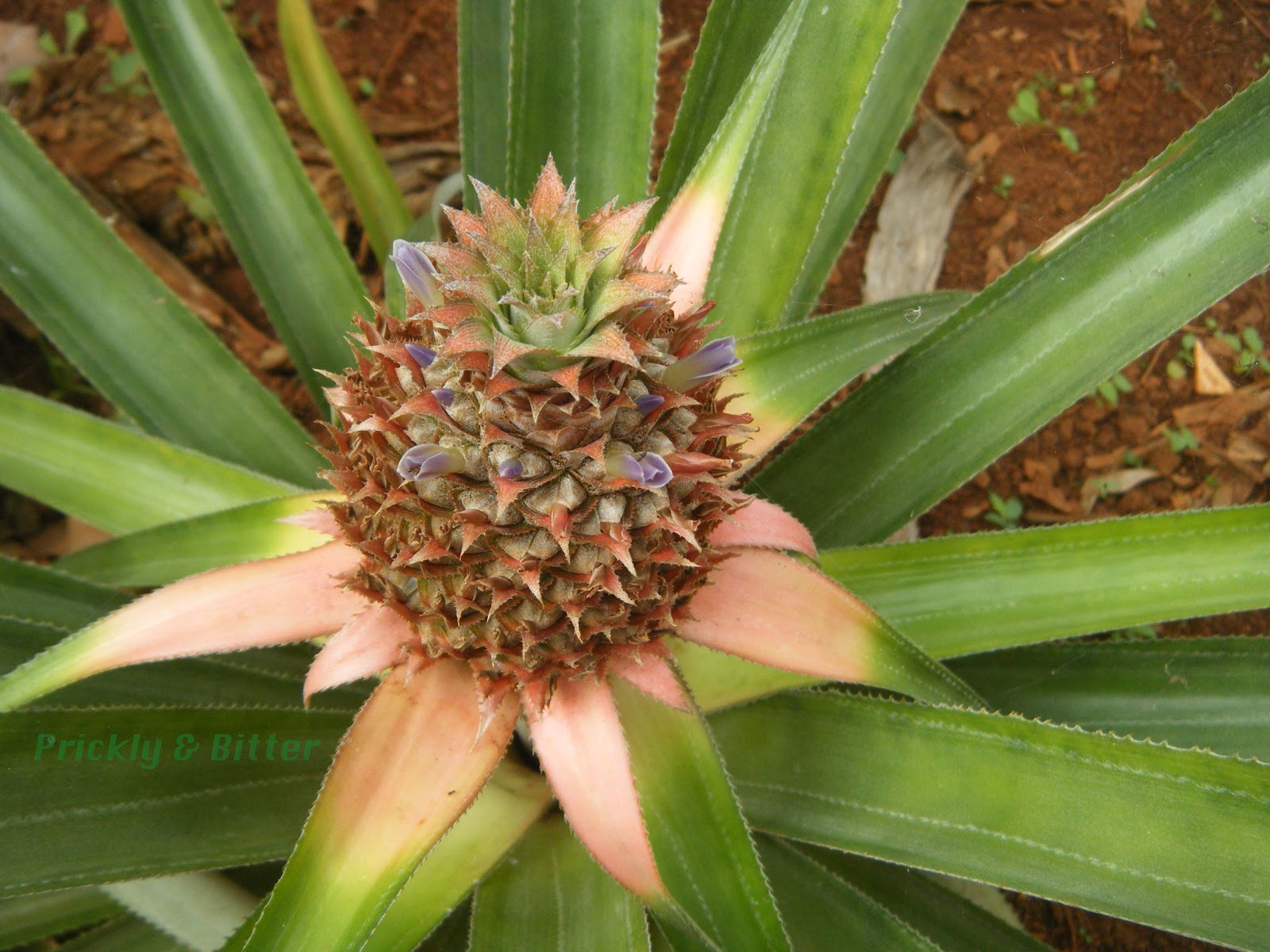 Prickly and Bitter Pineapples don't grow on trees!