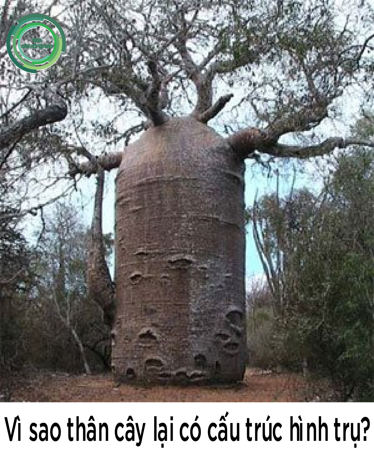 Vì sao thân cây lại có cấu trúc hình trụ? 1000 Câu Hỏi Tại Sao