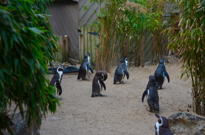 Colchester zoo, visit Essex, Colchester with children