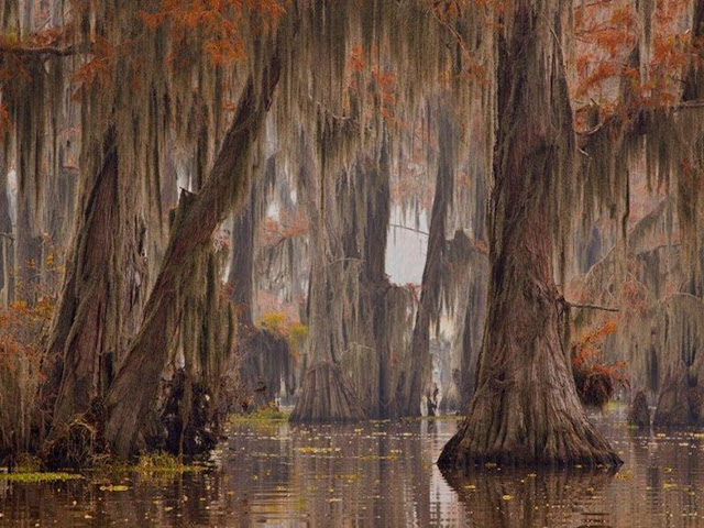 Сказочные кипарисы на озере Каддо в Техасе, США