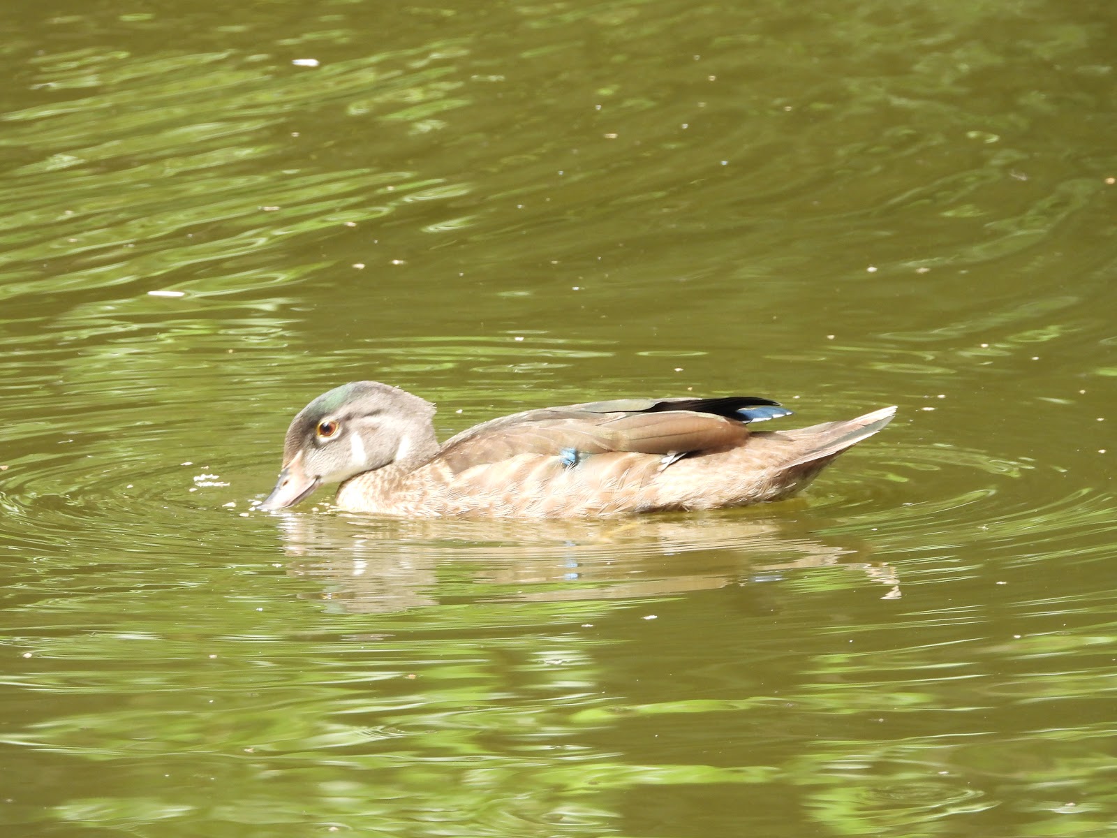 Bird & Travel Photos, Birding Sites, Bird Information JUVENILE WOOD