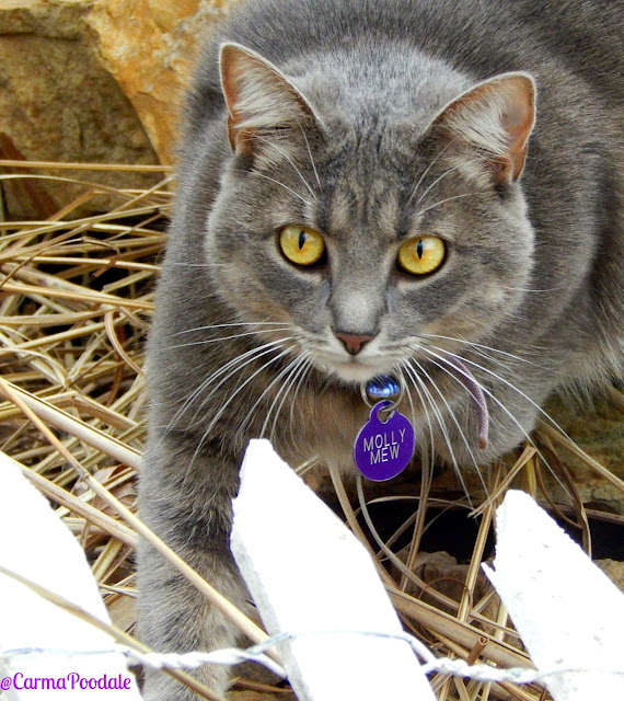 Molly Mew gray cat all puffed up due it being cold