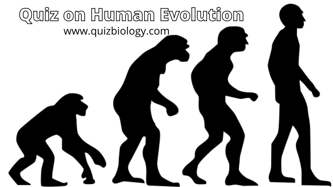 Multiple Choice Quiz on Human Evolution