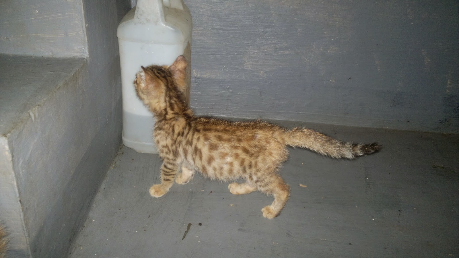 KUCING BENGAL INDONESIA: ADOPTED BENGAL MIX BETINA 3 BULAN