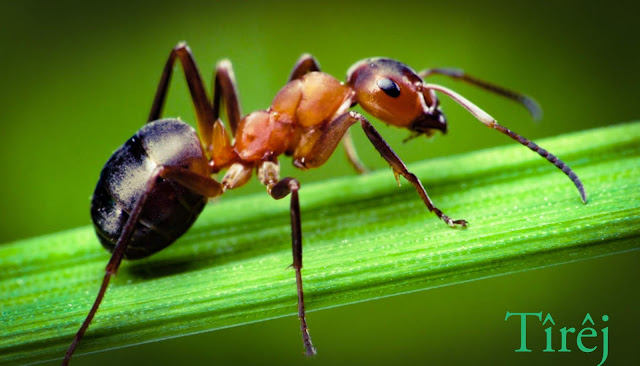  النمل  ( إليكم أبرز المعلومات عن النمل )