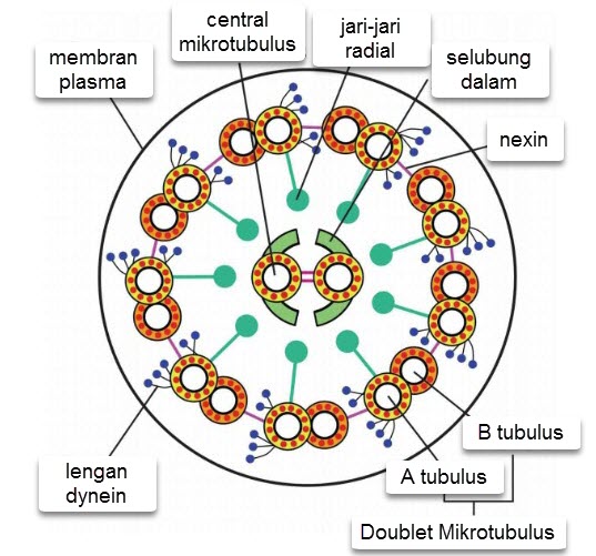 Gambar 5. Struktur Cilium dan Flagel, Mikrotubulus disusun dalam cincin 9 doublet dengan 2 mikrotubulus pusat.