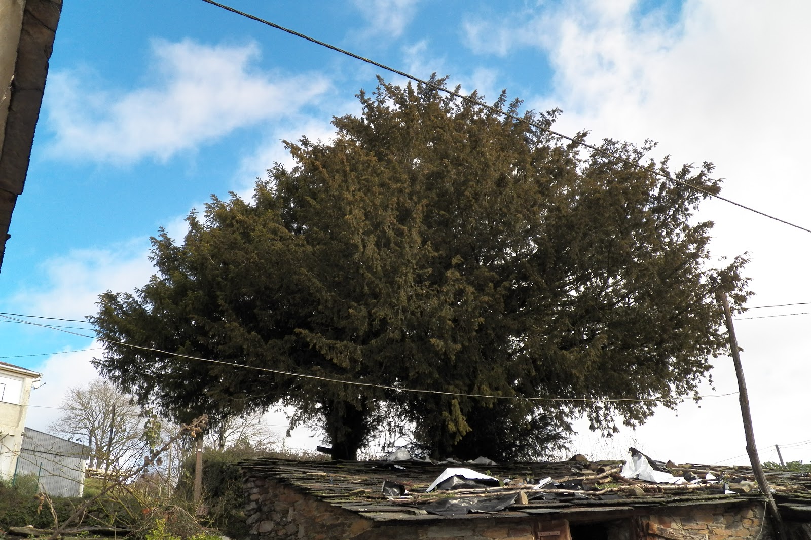 MIS TEXOS 2 Gestoso. VILLANUEVA DE OSCOS.