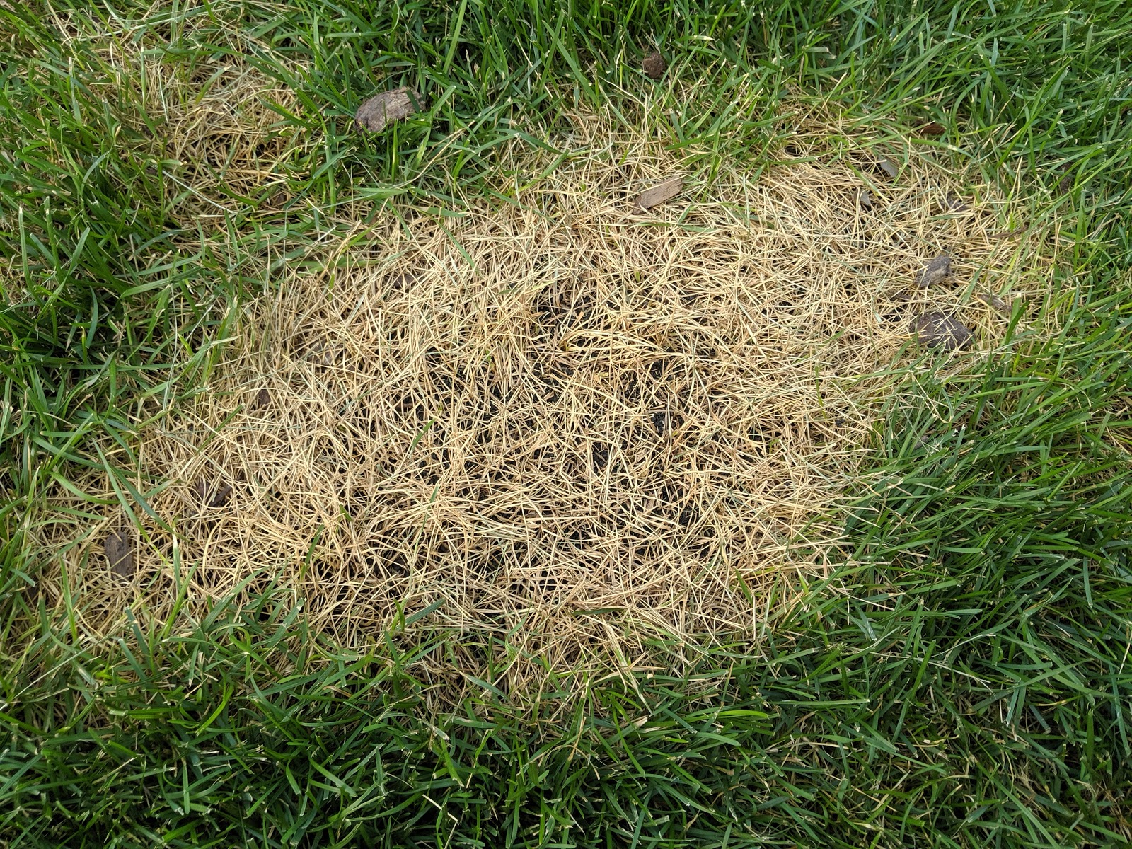 Milorganite Spill Lawn Burn - Don't Believe the Non-Burning Hype
