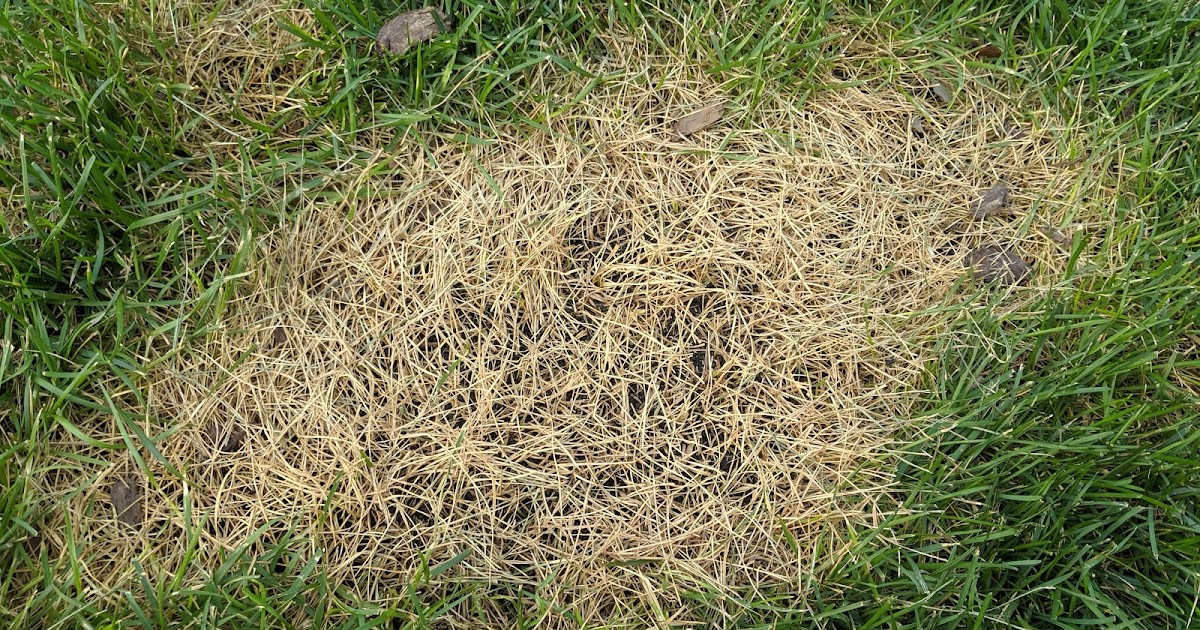 Spill Lawn Burn Don't Believe the NonBurning Hype