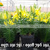 Tuấn Nguyên Corp - Chuyên cung cấp hoa ly Đà Lạt chất lượng, uy tín