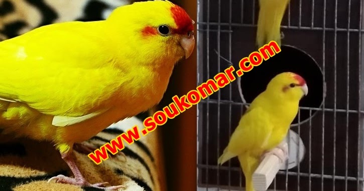 ببغاء الكاكاريكي kakariki parakeets