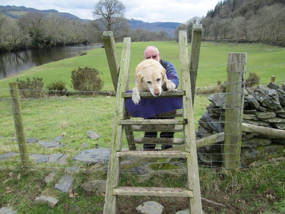 What makes a good dog walk?