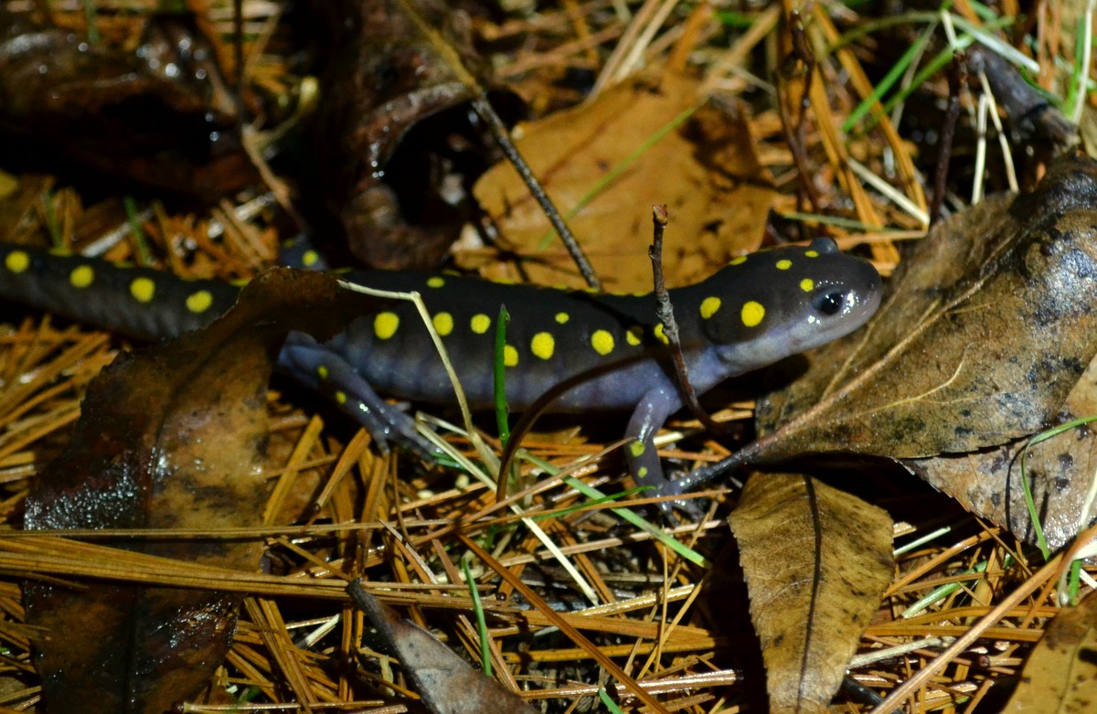 Woods Walks and Wildlife Salamander Night!