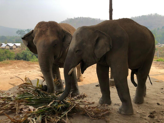 Elephant Jungle Sanctuary - Chiang Mai