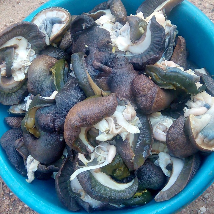 PROCESSING AND MARKETING OF SNAIL MEAT