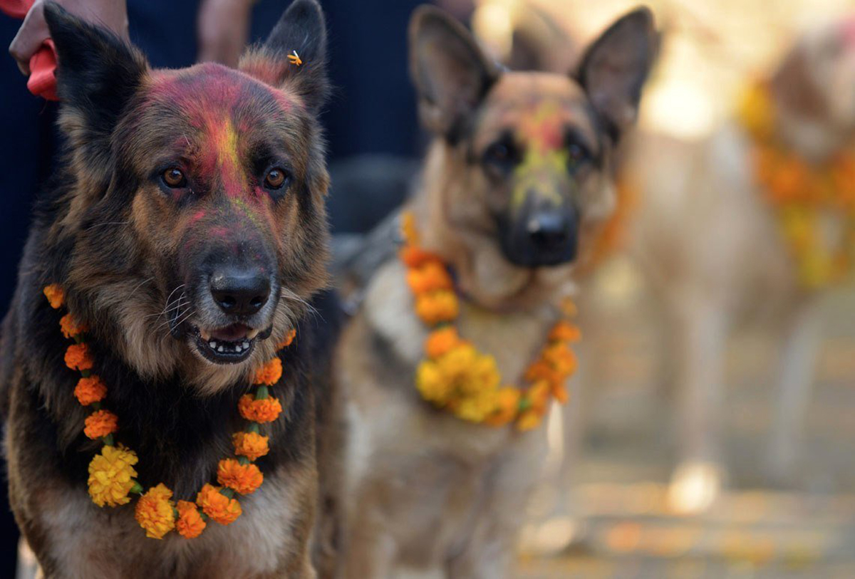 In Nepal, There Is A Festival Every Year To Thanks Dogs For Being Our Friends Dog, Nepal