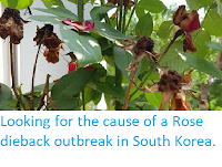 https://sciencythoughts.blogspot.com/2019/06/looking-for-cause-of-rose-dieback.html