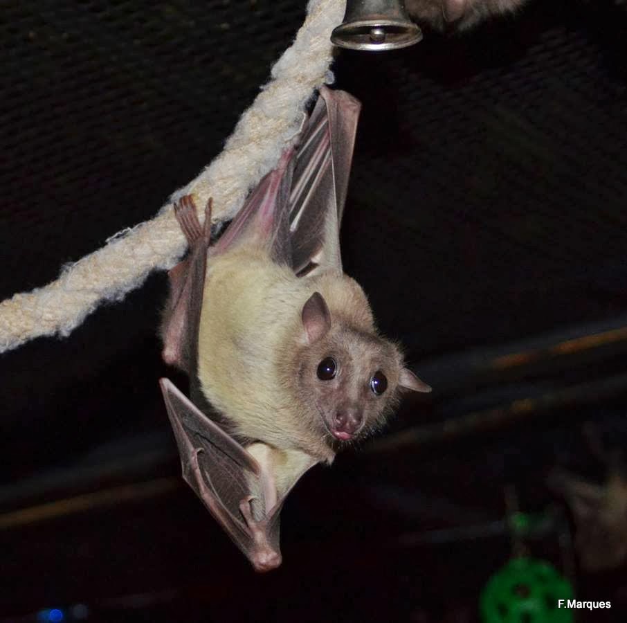 THE SUBJECT IS JAZZ Bats