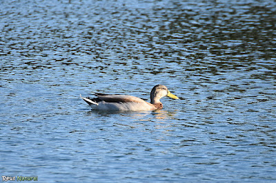 Ànec collverd (Anas platyrhynchos)