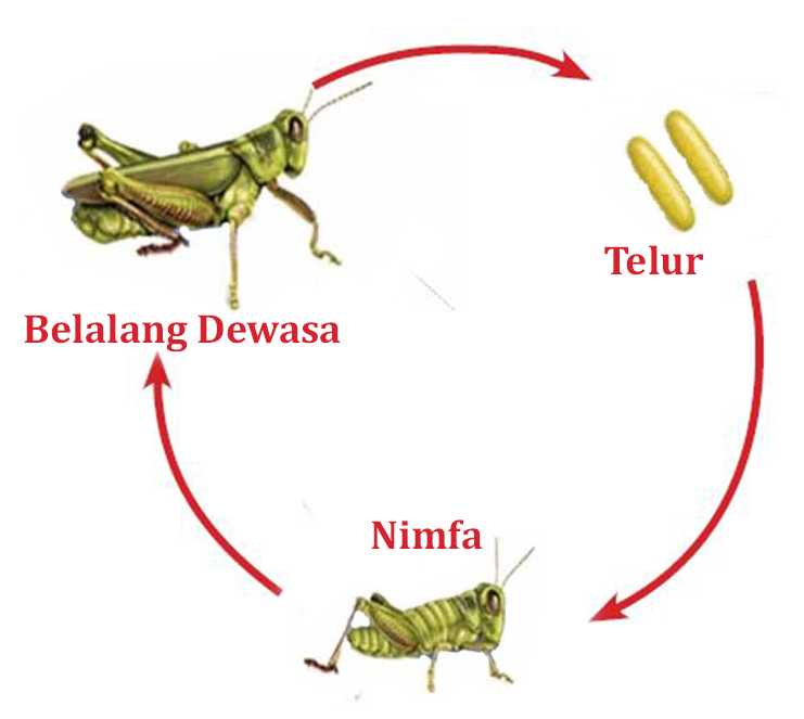 Metamorfosis Sempurna dan Metamorfosis Tidak Sempurna