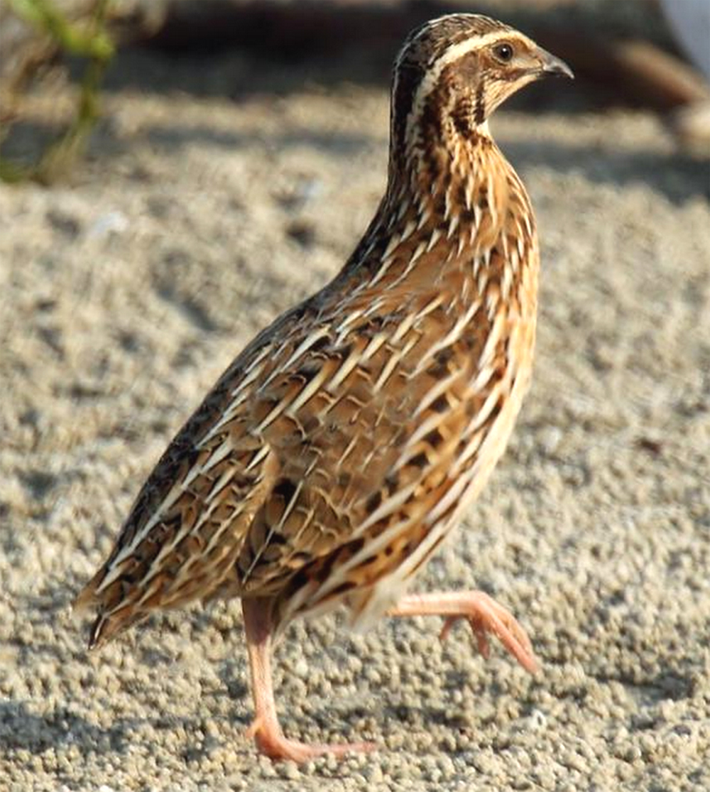 Is Quail Farming Profitable In Kenya Quail Farming in Kenya | Modern Farming Methods