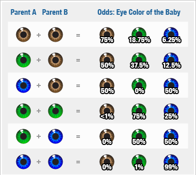 Annie's Health: Calculate your children's eye color!