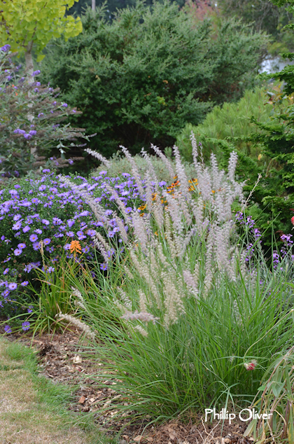 Spiraea Vanhouttei Stock Photos Spiraea Vanhouttei Stock Images