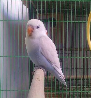 Harga Lovebird Pastel Putih Terbaru Juni 2019