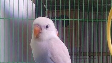 Harga Lovebird Pastel Putih Terbaru Juni 2019