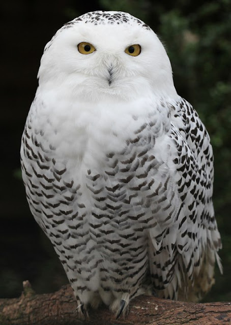 white birds, white bird in a blizzard, white bird rio, white birds florida, white birds in florida, white birds of florida, snow white with birds, white birds of paradise care, white birds with long beaks, white birds long beaks, white bird of paradise care, white birds book, white bird eugene, white birds, florida white birds, small black and white birds, snow white birds, black and white birds in colorado, white birds with long necks, white birds in hawaii, white birds that talk,Top 15 White Birds In The World