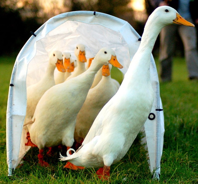 know about kannada and Karnataka Bird names in kannada with images