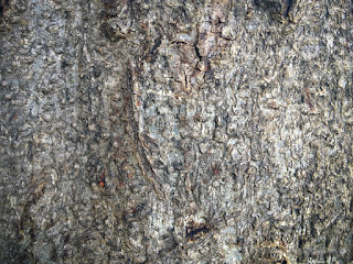 Natural Rough Texture Of Tree Bark In The Garden