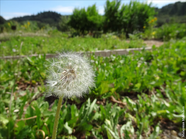 Dry Creek Valley, Sonoma