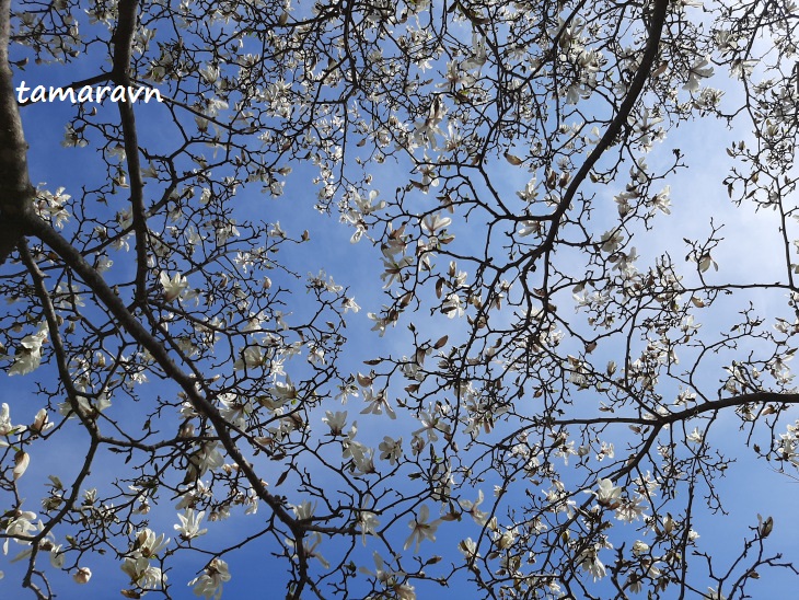 Магнолия кобус (Magnolia kobus) Магнолия кобус (Magnolia kobus)