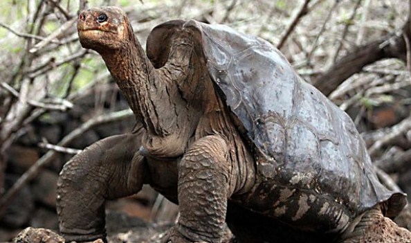 Lonesome George Adalah Kura Kura Raksasa yang Langka