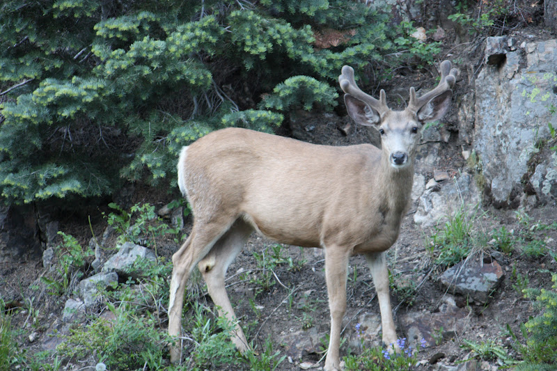 It's A Girl Thing... Afraid of Deer, Really??