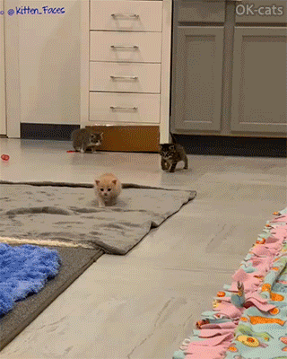 Adorable Kitten GIF • The bedtime parade: 3 kitties with fat bellies and tiny tail walking like fluffy potatoes Adorable Kitten GIF • The bedtime parade: 3 kitties with fat bellies and tiny tail walking like fluffy potatoes