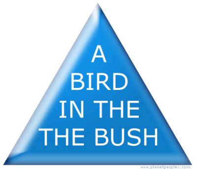 A bird in the bush