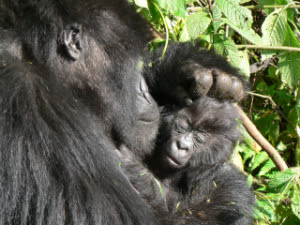 A Mountain Gorilla Mother with her baby