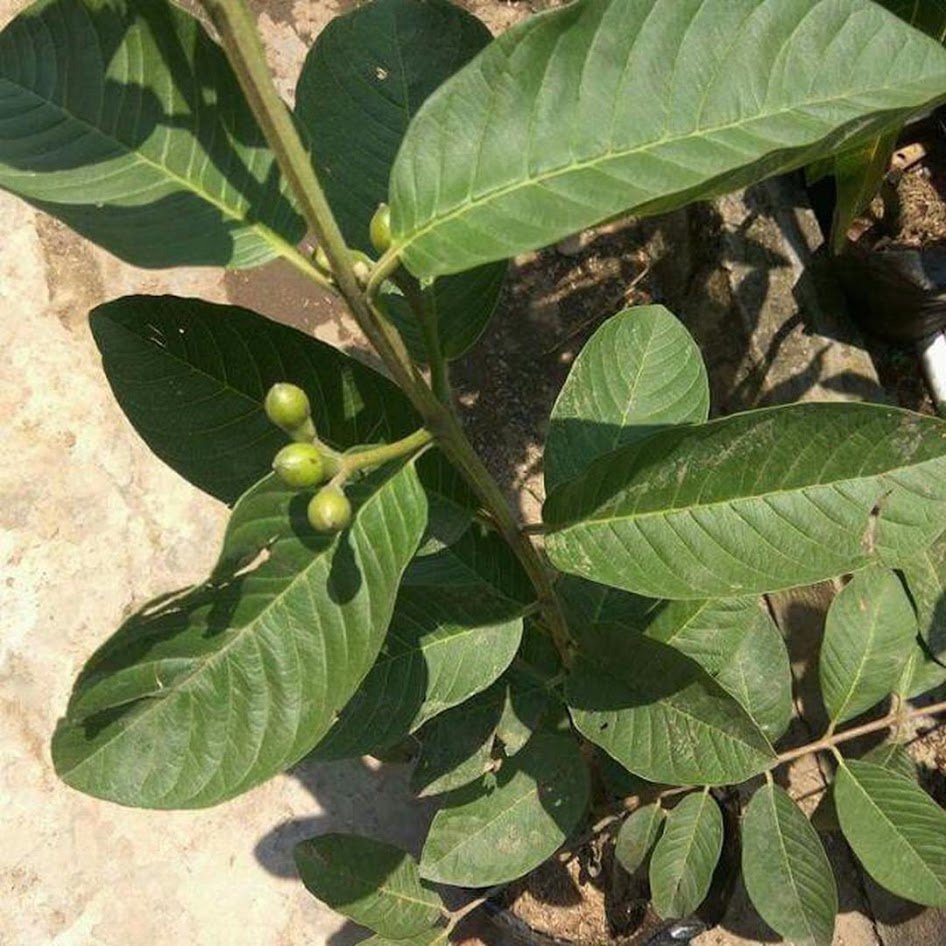 Bibit Jambu Biji Merah Kalimantan Timur